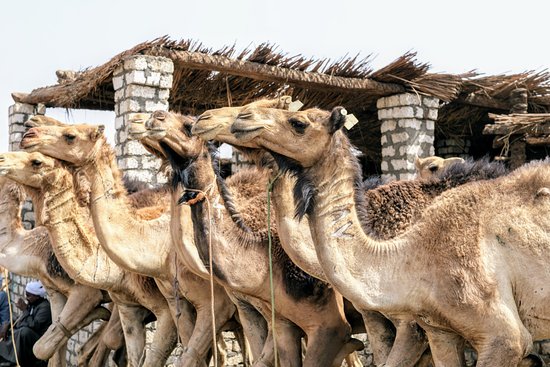 camel-market-in-daraw-Aswan