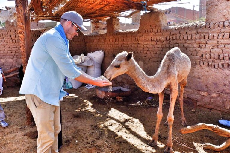 a guest feeds a young camel at daraw aswan