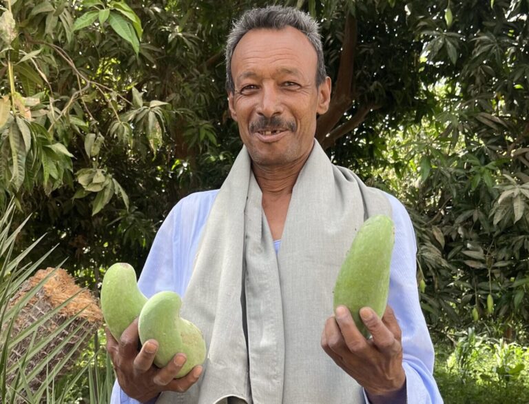 in bisaw island aswana local holding mangos