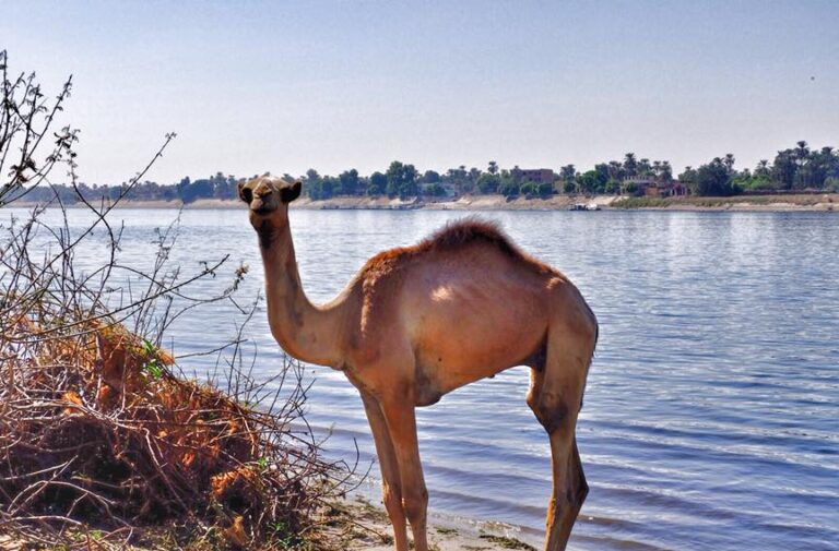 a camel stands near the river at Aswan