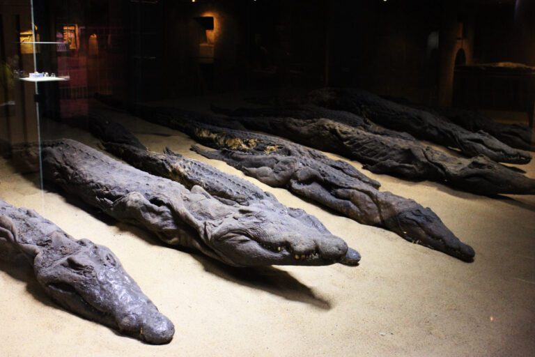 crocodiles museum,kom ombo,Aswan