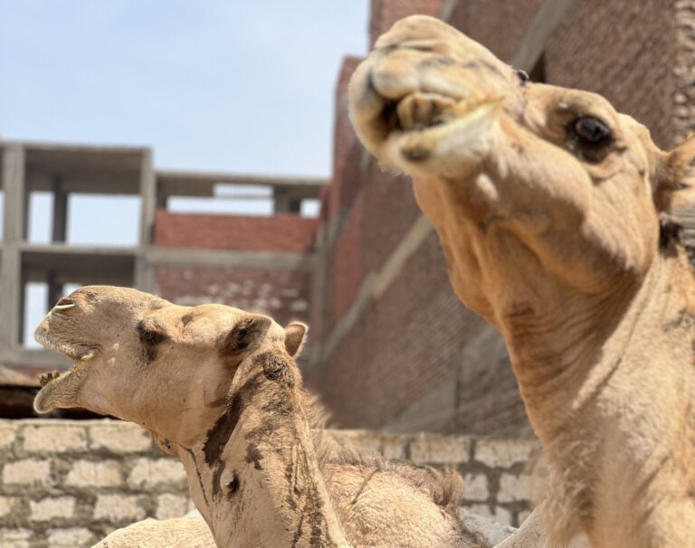 camels at daraw market, aswan